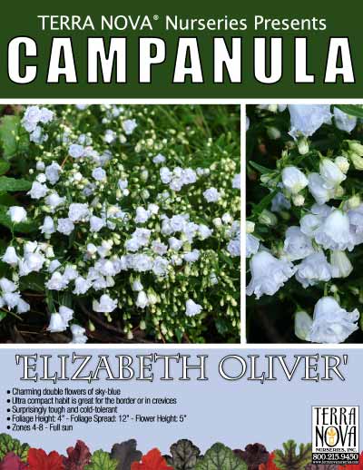 Campanula 'Elizabeth Oliver' - Product Profile