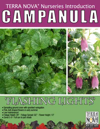 Campanula 'Flashing Lights' - Product Profile