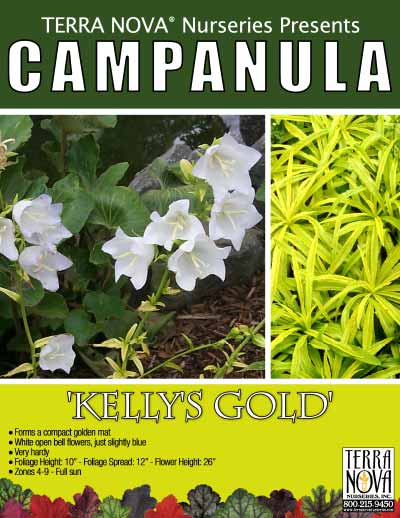 Campanula 'Kelly's Gold' - Product Profile
