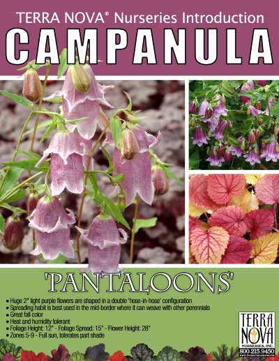 Campanula 'Pantaloons' - Product Profile