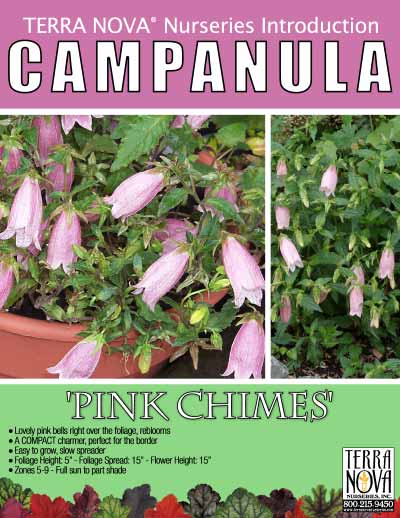 Campanula 'Pink Chimes' - Product Profile