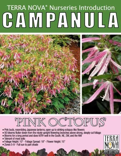 Campanula 'Pink Octopus' - Product Profile
