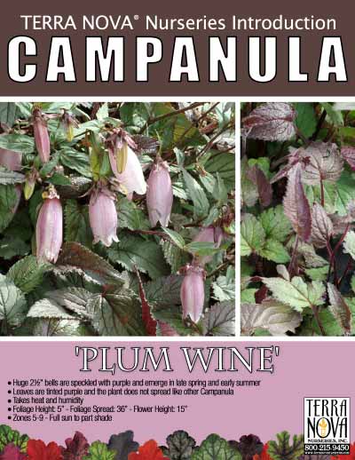Campanula 'Plum Wine' - Product Profile