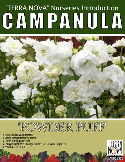 Campanula 'Powder Puff' - Product Profile