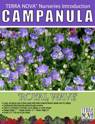 Campanula 'Royal Wave' - Product Profile