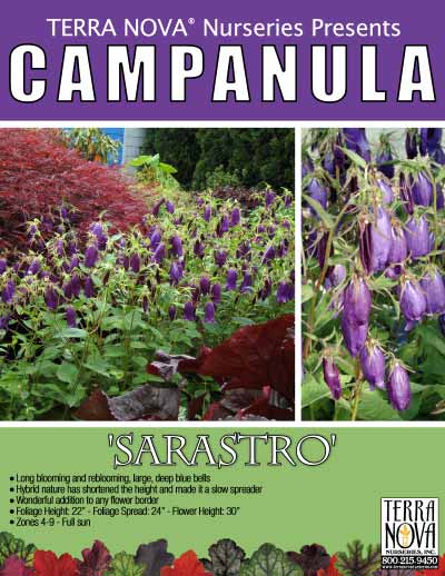 Campanula 'Sarastro' - Product Profile