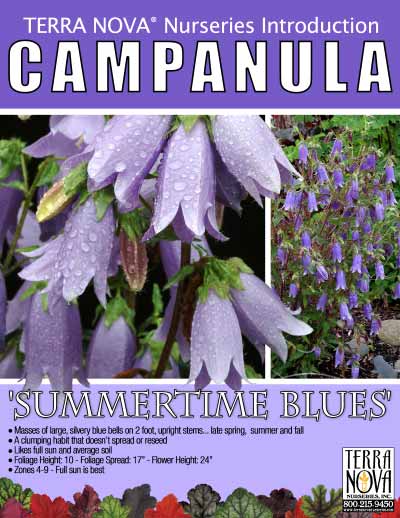 Campanula 'Summertime Blues' - Product Profile