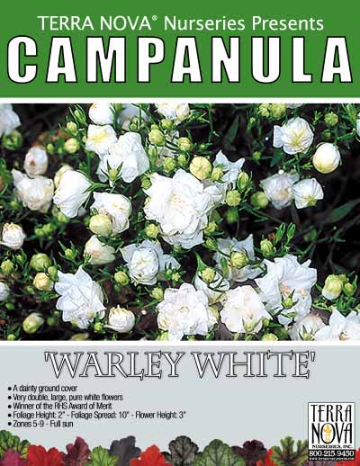 Campanula 'Warley White' - Product Profile