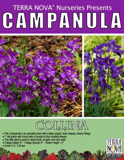 Campanula collina - Product Profile