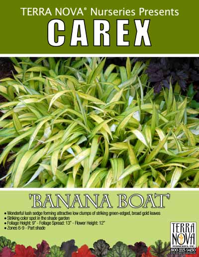 Carex 'Banana Boat' - Product Profile