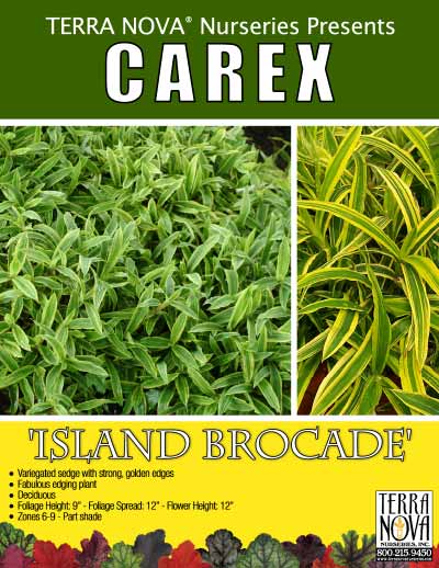 Carex 'Island Brocade' - Product Profile