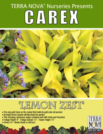Carex 'Lemon Zest' - Product Profile