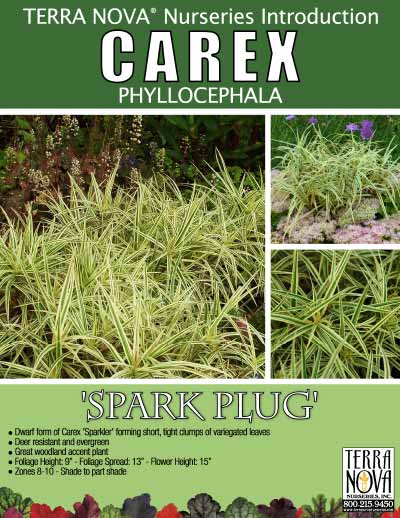 Carex 'Spark Plug' - Product Profile
