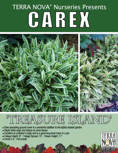 Carex 'Treasure Island' - Product Profile