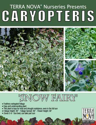 Caryopteris 'Snow Fairy' - Product Profile