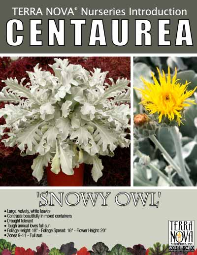 Centaurea 'Snowy Owl' - Product Profile