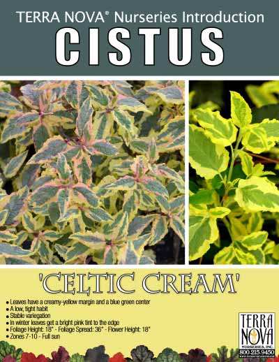 Cistus 'Celtic Cream' - Product Profile
