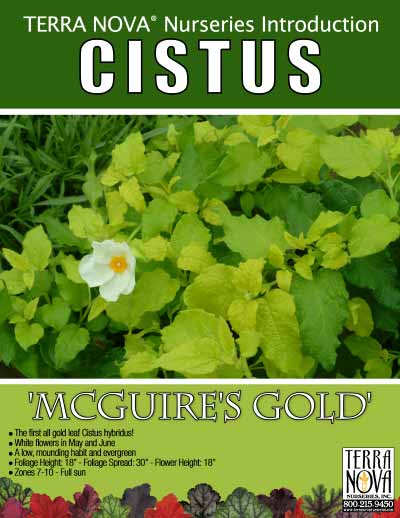 Cistus 'McGuire's Gold' - Product Profile