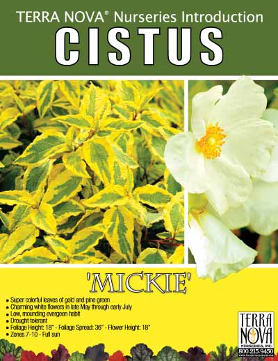 Cistus 'Mickie' - Product Profile