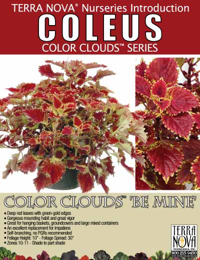 Coleus COLOR CLOUDS™ 'Be Mine' - Product Profile