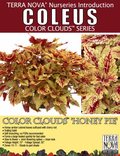 Coleus COLOR CLOUDS™ 'Honey Pie' - Product Profile