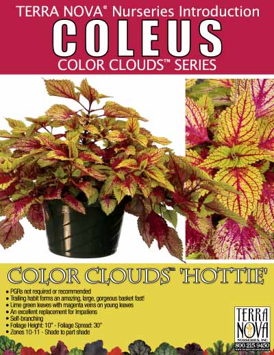 Coleus COLOR CLOUDS™ 'Hottie' - Product Profile