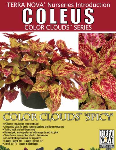 Coleus COLOR CLOUDS™ 'Spicy' - Product Profile