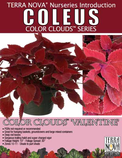 Coleus COLOR CLOUDS™ 'Valentine' - Product Profile