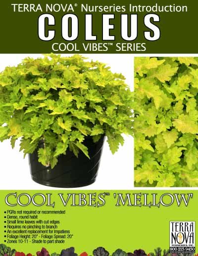 Coleus COOL VIBES™ 'Mellow' - Product Profile