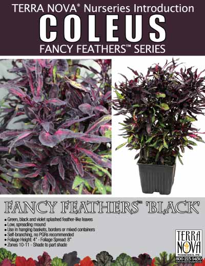 Coleus FANCY FEATHERS™ 'Black' - Product Profile