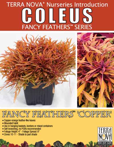 Coleus FANCY FEATHERS™ Copper - Product Profile