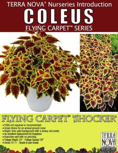 Coleus FLYING CARPET™ 'Shocker' - Product Profile