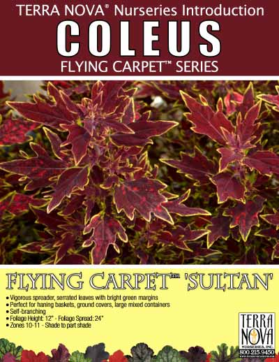 Coleus FLYING CARPET™ 'Sultan' - Product Profile