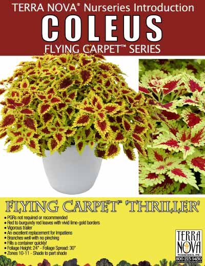 Coleus FLYING CARPET™ 'Thriller' - Product Profile