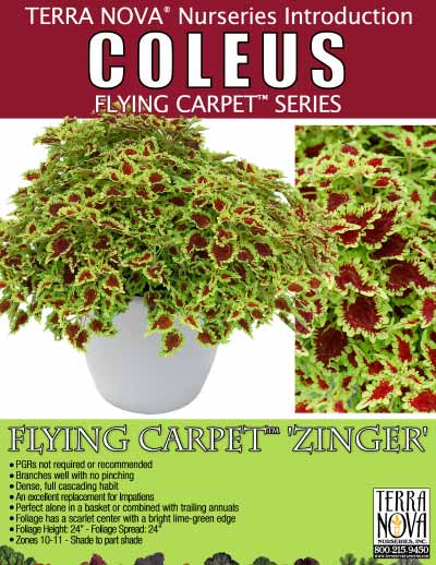 Coleus FLYING CARPET™ 'Zinger' - Product Profile