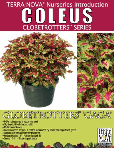 Coleus GLOBETROTTERS™ 'Gaga' - Product Profile