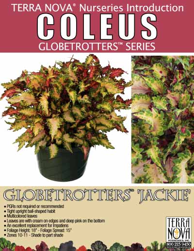 Coleus GLOBETROTTERS™ 'Jackie' - Product Profile