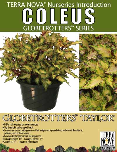 Coleus GLOBETROTTERS™ 'Taylor' - Product Profile