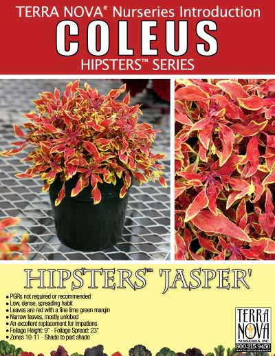 Coleus HIPSTERS™ 'Jasper' - Product Profile