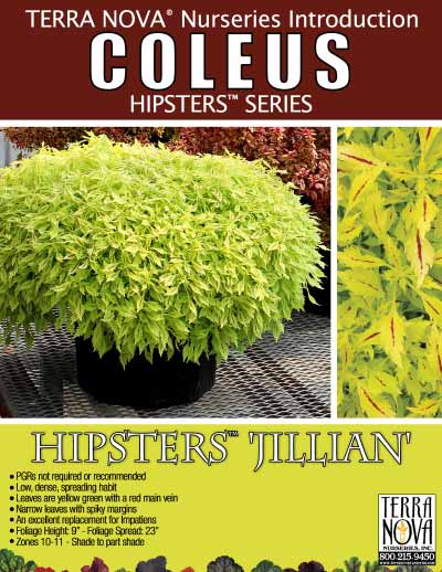 Coleus HIPSTERS™ 'Jillian' - Product Profile