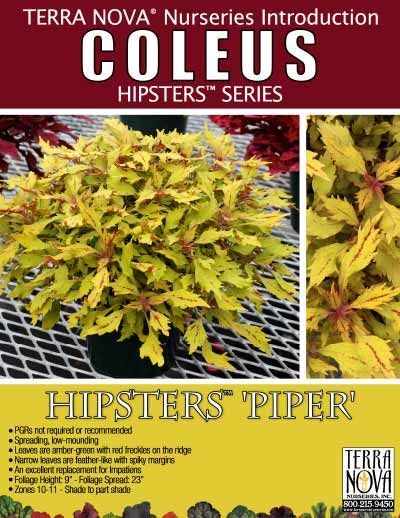 Coleus HIPSTERS™ 'Piper' - Product Profile