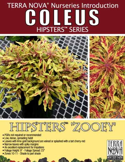 Coleus HIPSTERS™ 'Zooey' - Product Profile