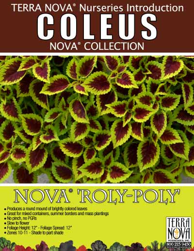 Coleus NOVA® 'Roly-Poly' - Product Profile