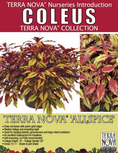 Coleus TERRA NOVA® 'Allspice' - Product Profile