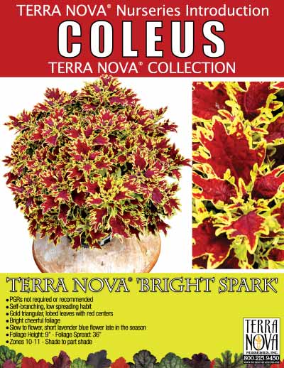 Coleus TERRA NOVA® 'Bright Spark' - Product Profile