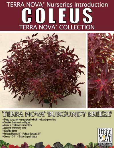 Coleus TERRA NOVA® 'Burgundy Breeze' - Product Profile