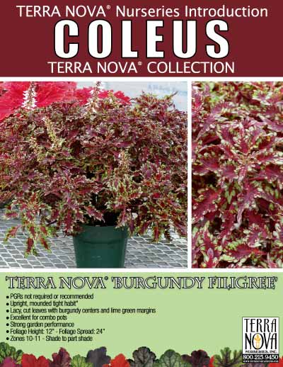 Coleus TERRA NOVA® 'Burgundy Filigree' - Product Profile