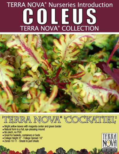 Coleus TERRA NOVA® 'Cockatiel' - Product Profile