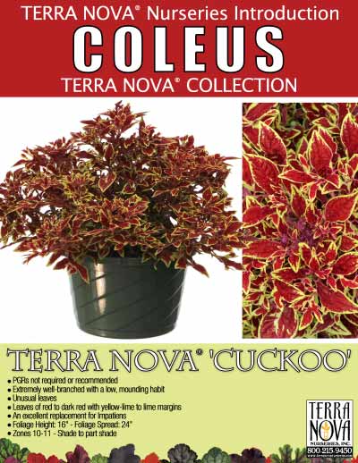 Coleus TERRA NOVA® 'Cuckoo' - Product Profile