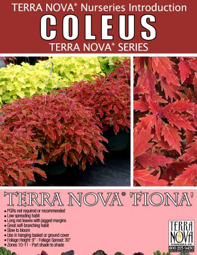 Coleus TERRA NOVA® 'Fiona' - Product Profile